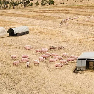 Australian free-range pigs roaming freely on a farm