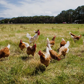 Australian free-range chickens roaming freely at a farm, walking through a grassed area.