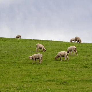 Australian free-range lambs roaming in a field eating grass