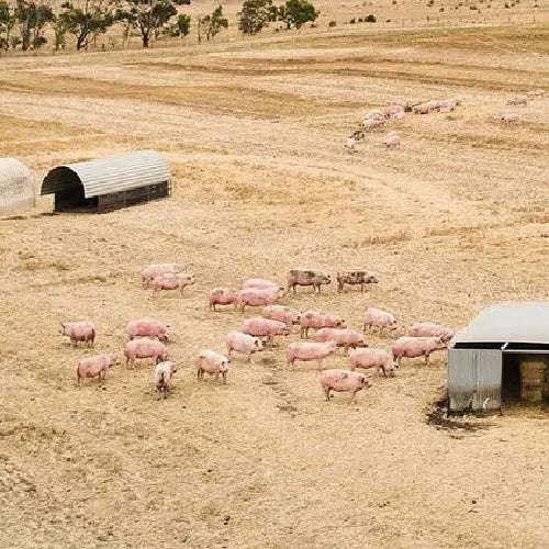Australian Pork Free Range Buy Online for Fresh Delivery Chop Australian Pork Free Range Buy Online for Fresh Delivery Chop