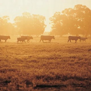 Australian Free-Range Beef
